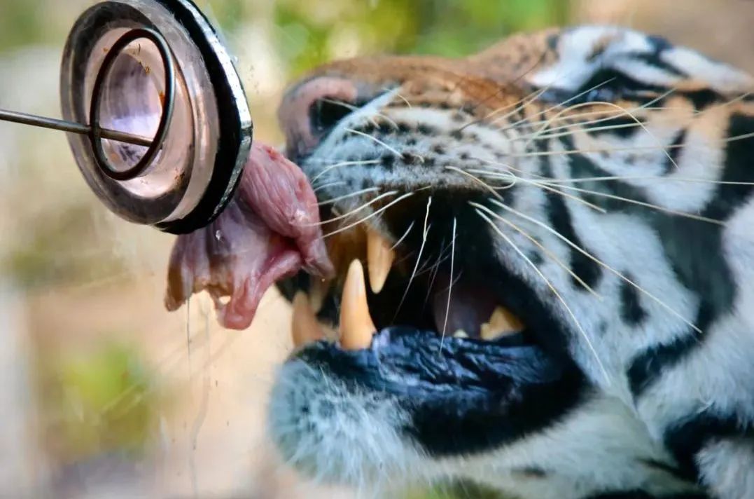 所有郑州人免费了！乐天堂官网观光车带你嗨玩竹海野生动物园！