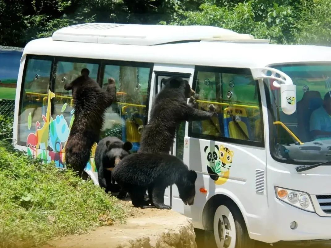 所有郑州人免费了！乐天堂官网观光车带你嗨玩竹海野生动物园！