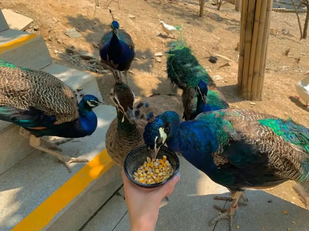 所有郑州人免费了！乐天堂官网观光车带你嗨玩竹海野生动物园！