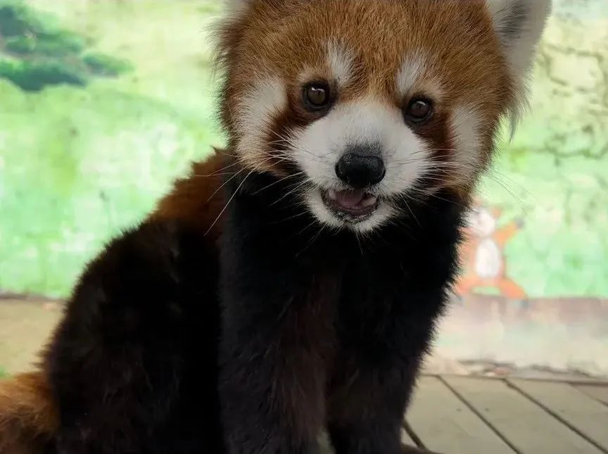 所有郑州人免费了！乐天堂官网观光车带你嗨玩竹海野生动物园！