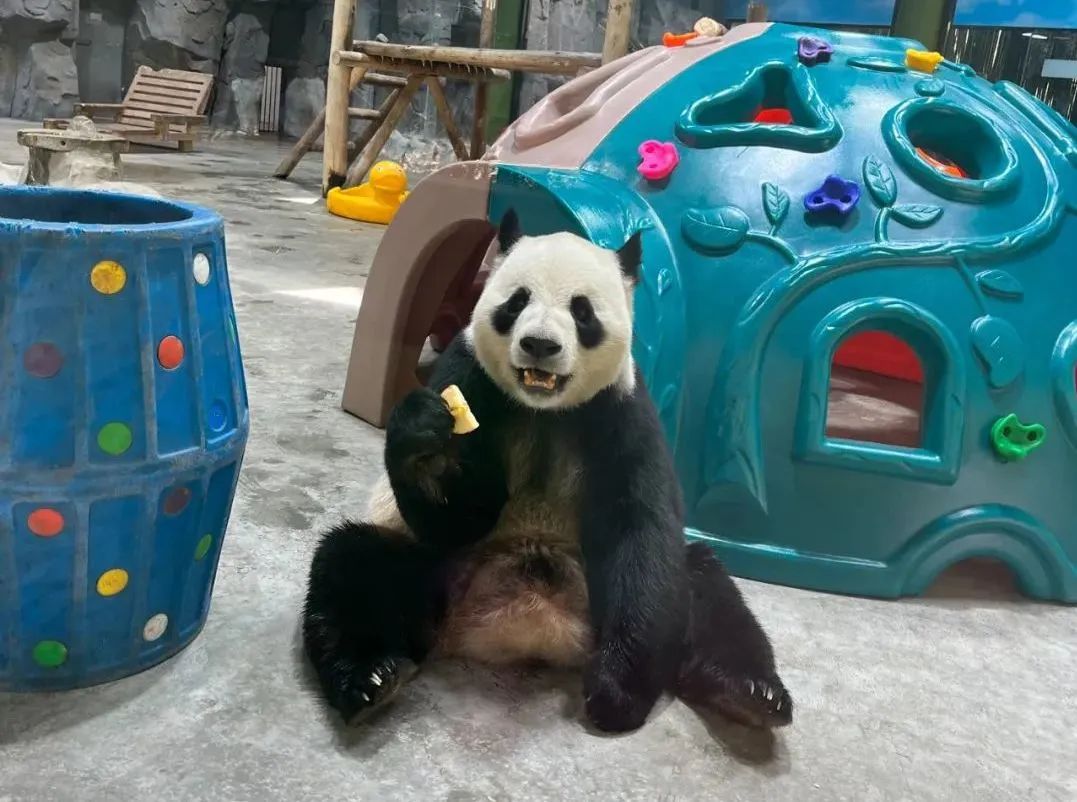 所有郑州人免费了！乐天堂官网观光车带你嗨玩竹海野生动物园！