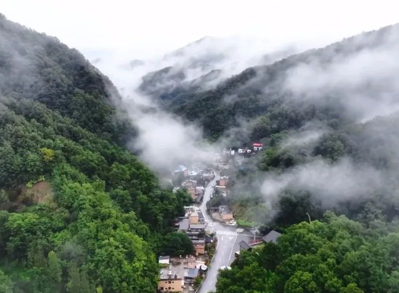 所有郑州人免费了！乐天堂官网观光车带你嗨玩竹海野生动物园！