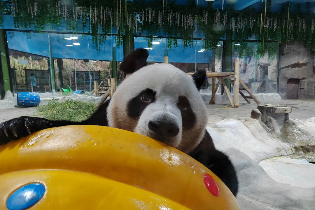 所有郑州人免费了！乐天堂官网观光车带你嗨玩竹海野生动物园！